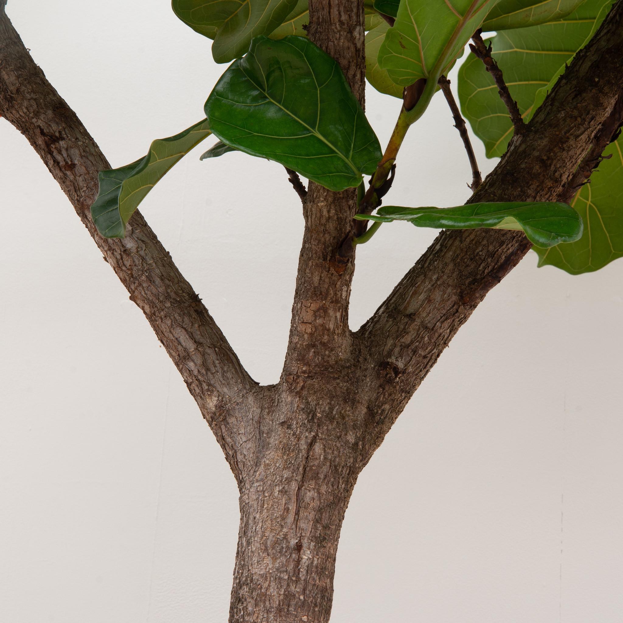 thumbnail_6000-621