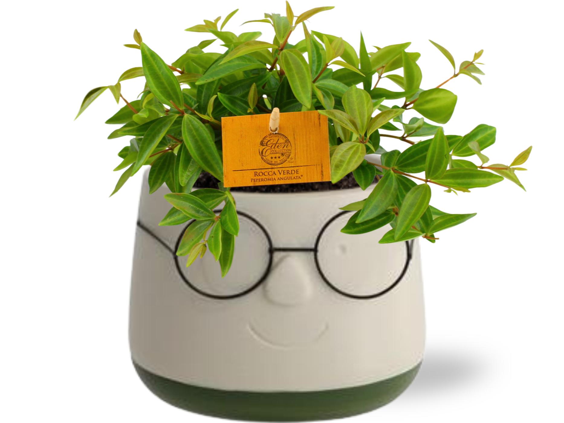 Zimmerpflanze im Topf